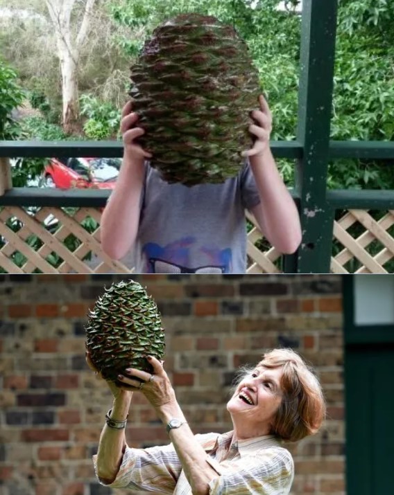 nokbeon.net-호주의 사망사고 자주 유발하는 흔한 솔방울의 크기.jpg-1번 이미지