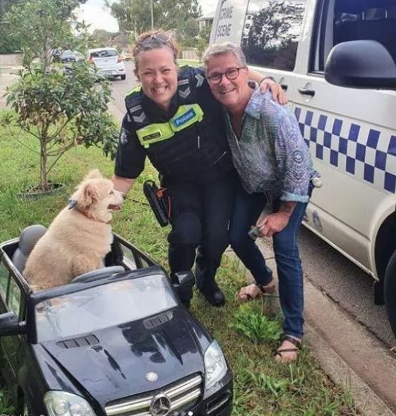 nokbeon.net-무면허 멍멍이 운전을 적발한 오스트레일리아 경찰.jpg-2번 이미지