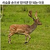 썸네일-사슴을 손으로 만지면 안 되는 이유.jpg-이미지