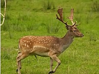 썸네일-사슴을 손으로 만지면 안 되는 이유.jpg-이미지