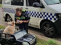 썸네일-무면허 멍멍이 운전을 적발한 오스트레일리아 경찰.jpg-이미지