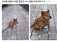 썸네일-산책 중 급똥 터진 견주.jpg-이미지