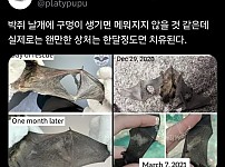 썸네일-박쥐 날개가 찢어지면 생기는 일.jpg-이미지