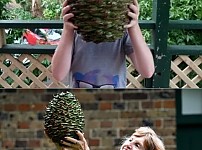 썸네일-호주의 사망사고 자주 유발하는 흔한 솔방울의 크기.jpg-이미지