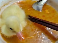 썸네일-아기 오리 키울때 주의점.jpg-이미지