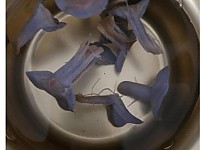 썸네일-보라색 버섯을 넣고 라면 끓인 사람-이미지