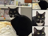 썸네일-오묘한 괭이.jpg-이미지