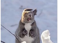 썸네일-갑자기 돌풍 맞은 다람쥐 얼굴.jpg-이미지