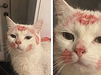 썸네일-누나가 술 취해 들어온 다음날 고양이-이미지