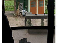 썸네일-새끼제비 주운 썰-이미지