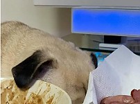 썸네일-자는 척 하는 강아지-이미지