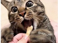 썸네일-음식만 보면 눈 돌아가는 고양이-이미지