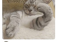 썸네일-웃긴 포즈로 잠자는 고양이 대회-이미지