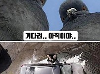 썸네일-이해하면 소름돋는 짤.jpg-이미지