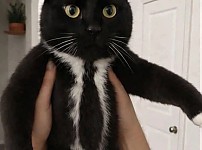 썸네일-이게 회사원 고양이임-이미지