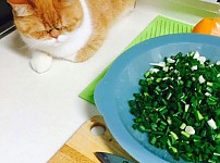 썸네일-엄마 파 써는데 옆에 있는 고양이-이미지