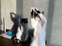 썸네일-매너고양이-이미지