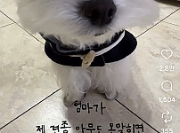 썸네일-견종 아무도 못 맞추면 고구마 준다고 했더니 일어난 일-이미지