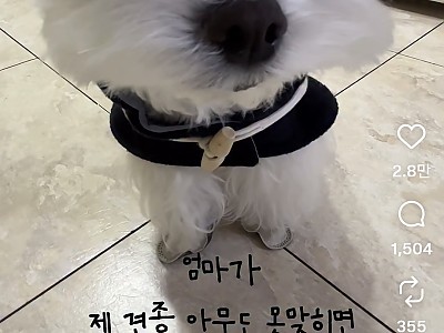 견종 아무도 못 맞추면 고구마 준다고 했더니 일어난 일-메인 썸네일 이미지