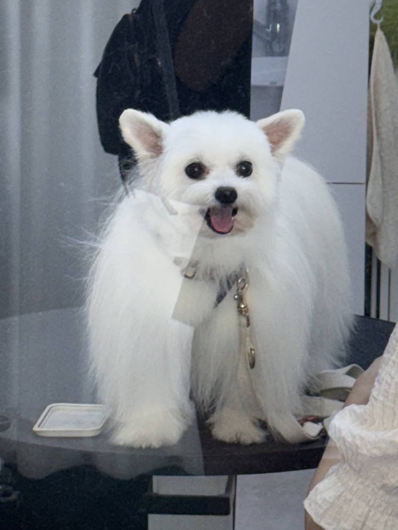 nokbeon.net-미용 소통 오류로 거란족이 되어 돌아온 강아지.jpg-3번 이미지