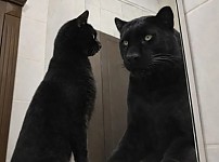 썸네일-거울로 보는 나의 모습.jpg-이미지