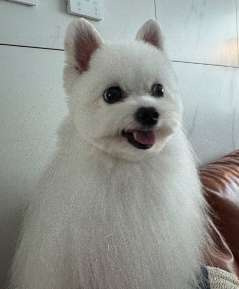 nokbeon.net-미용 소통 오류로 거란족이 되어 돌아온 강아지.jpg-4번 이미지