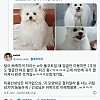 썸네일-미용 소통 오류로 거란족이 되어 돌아온 강아지.jpg-이미지