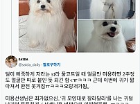 썸네일-미용 소통 오류로 거란족이 되어 돌아온 강아지.jpg-이미지