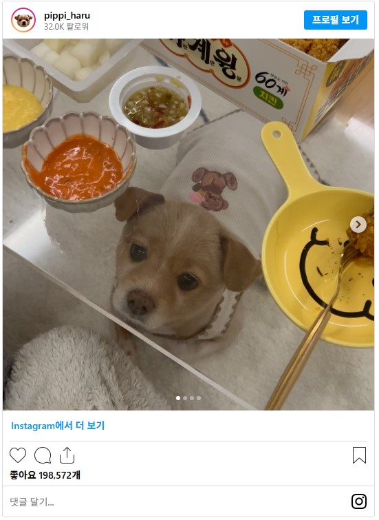 nokbeon.net-강아지 키울 때 투명 식탁 쓰지 마세요.jpg-2번 이미지