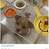 썸네일-강아지 키울 때 투명 식탁 쓰지 마세요.jpg-이미지