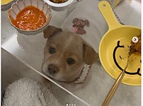 썸네일-강아지 키울 때 투명 식탁 쓰지 마세요.jpg-이미지