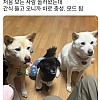 썸네일-강아지들이 낯선 사람에게 짖지 않는 이유.jpg-이미지