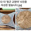 썸네일-이보다 더 둥근 고양이 사진을 찍을 자신이 없습니다.-이미지