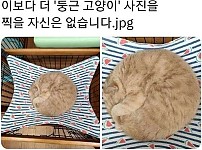 썸네일-이보다 더 둥근 고양이 사진을 찍을 자신이 없습니다.-이미지