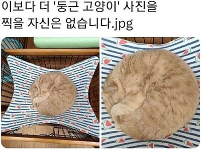 이보다 더 둥근 고양이 사진을 찍을 자신이 없습니다.-메인 썸네일 이미지