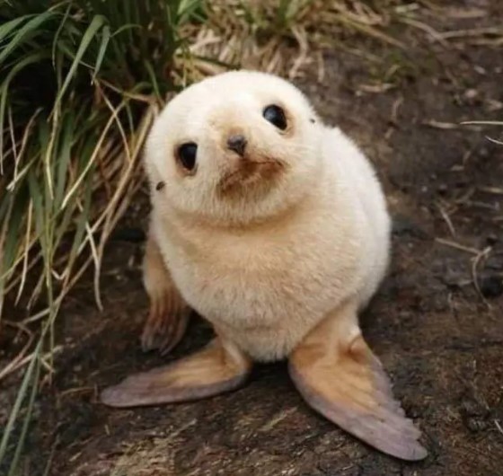 nokbeon.net-생후 5일 된 아기 물개. jpg-3번 이미지