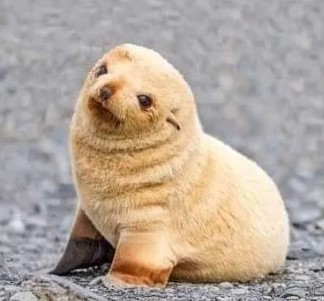 nokbeon.net-생후 5일 된 아기 물개. jpg-5번 이미지