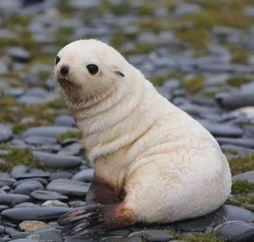 nokbeon.net-생후 5일 된 아기 물개. jpg-4번 이미지