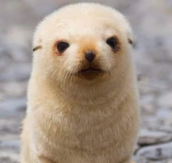 nokbeon.net-생후 5일 된 아기 물개. jpg-2번 이미지