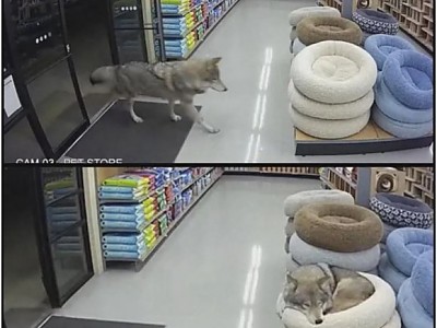 야생 늑대가 애완동물 용품 가게에 들어와서 한일.jpg-메인 썸네일 이미지