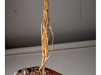 썸네일-위고비 보다 먼저 나온 대한민국 다이어트 신약.jpg-이미지