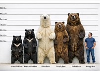 썸네일-곰 크기 비교.jpg-이미지
